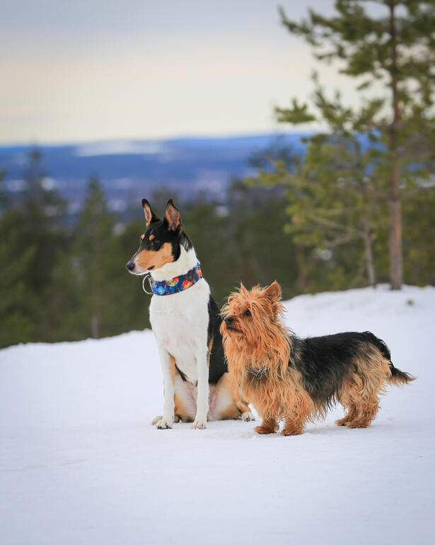 Koirahierontaa ja koirien jäsenkorjaus Rovaniemi
