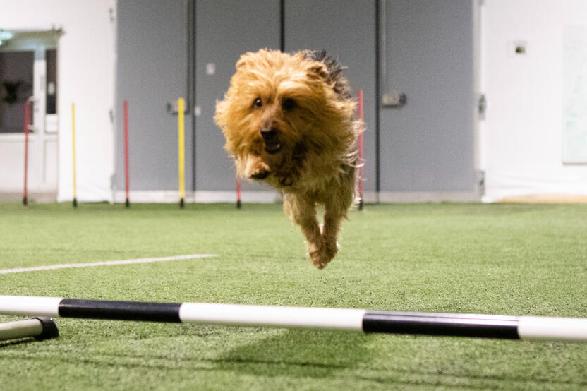 Koirahierontaa ja koirien jäsenkorjaus Rovaniemi